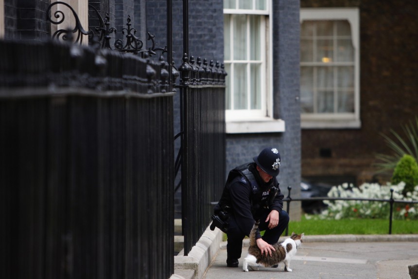 LONDON, ENGLAND - MAY 12:  Larry the Downing Street cat is stroked by a police officer during the first weekly cabinet meeting in Downing Street, on May 12, 2015 in London, England. Conservative party Prime Minister David Cameron has unveiled his new cabinet after claiming an election victory last week that gave his party an outright majority in parliament, the first time in nearly 20 years.  (Photo by Dan Kitwood/Getty Images)