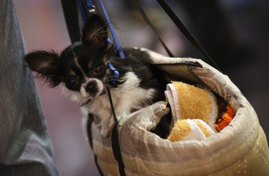 BERLIN, GERMANY - NOVEMBER 02:  A chihuahua rides in a bag held by its owner at the pet trade fair (Heimtiermesse) at Velodrom on November 2, 2012 in Berlin, Germany. Exhibitors are showing the latest trends in collars, snacks and other accessories for cats, dogs and other household pets.  (Photo by Sean Gallup/Getty Images)